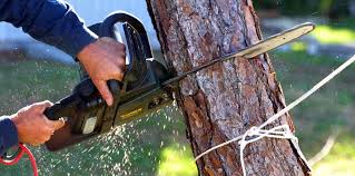 Best Commercial Tree Services  in Bonney Lake, WA