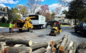Best Tree Cabling and Bracing  in Bonney Lake, WA