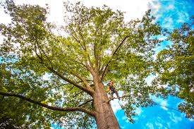 Best Tree Trimming and Pruning  in Bonney Lake, WA