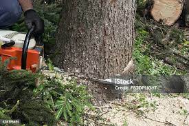Best Tree Removal  in Bonney Lake, WA