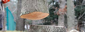 Best Arborist Consultation Services  in Bonney Lake, WA