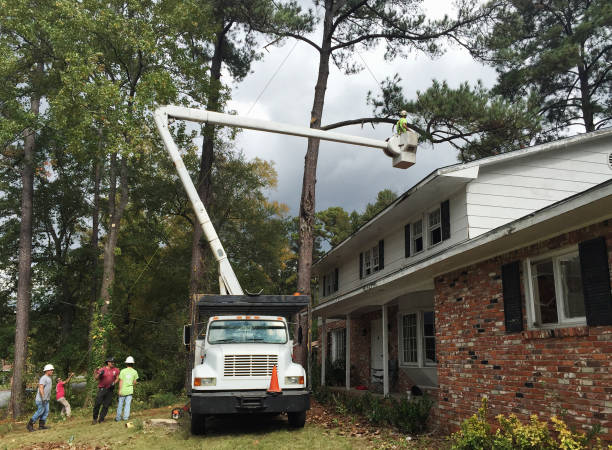 Best Tree Disease Treatment  in Bonney Lake, WA