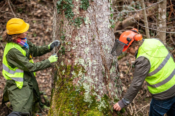 Best Fruit Tree Pruning  in Bonney Lake, WA