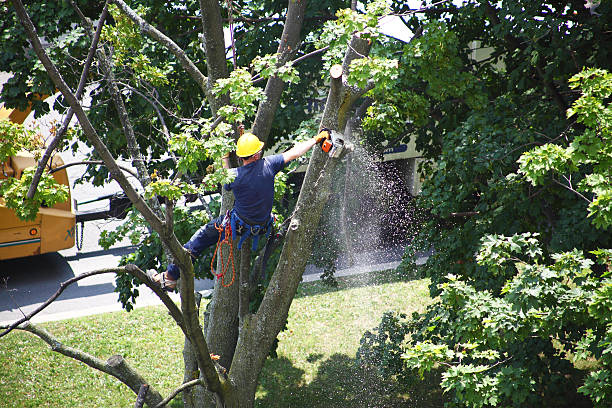 Best Lawn Irrigation Installation and Maintenance  in Bonney Lake, WA