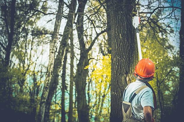 How Our Tree Care Process Works  in  Bonney Lake, WA